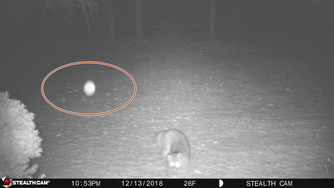 Wild Fox gets frightened by the sudden appearance of a bright Orb. take a look! 000000_9_orig